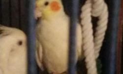 Pair of cockatiels. $100 ea or $150 for both