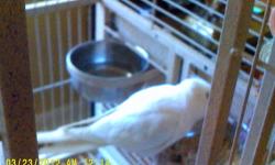 I have grey cockatiels $45, a white male cockatiel $55, a pair of parakeets $15 for one or $25 for both. I have cages for $15, $25, $120 and an industrial cage in good condition, it has 4 sections, two shelves underneath to store food for $220. All prices
