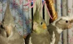 I CAN PLACE A NORMAL GREY, YELLOW AND ORANGE COCKATIEL BABY WITH YOU FOR as little as $75.
NOTE**** THE FANCIER COLORS DO COST MORE ! So, if you are interested in a fancy or rare coloration please call for pricing and READ BELOW !
I also have beautiful