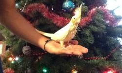 I have some cockatiels for sale. They are no older than a year, but older than 4 months. They are tame and have been hand fed as babies and make great pets. If you are interested contact me at 214-725-4254 or email me.
We speak english
Nosotros hablamos