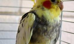 I have many cockatiels for sale. Several different colors and ages. Normals, White faced, White, Pieds, Pastels. Most are $25.00 and some are $35.00. None are hand fed. Email or call. 570 877-4106