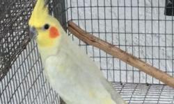 Cockatiels for sale Prices range from $20-$30 will do package price if you take all 14 cockatiels. They are all proven. Please contact me at 786-591-8630 if you have any further questions. Have pieds greys pearls, And a couple white faces
This ad was