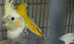 Male pied cockatiels many to choose from.
$35 ea
will consider trades for female cockatiels or let me know what you may have to trade?
Text for faster response..
Frank
818 462 4017