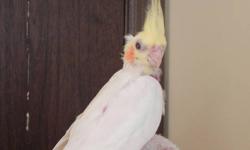I AM OFFERING BIG AND BEAUTIFUL COCKATIEL BABIES,THAT WERE JUST WEANED THIS WEEK.THEY ARE YELLOW WITH PEARL MARKINGS.THESE BABIES ARE OUT OF SHOWLINES,WITH REAL NICE CREST.SERIOUS INQUIRIES ONLY PLEASE,AND THIS PRICE IS FIRM. CALL 618-420-4695