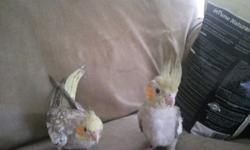 Sweet , social babies, these babies are loved on and played with from the time I pull them from nest. They are socialized and are used to everyday household noises. Buying one of my babies , you will receive lifetime w I wing clipping and grooming and