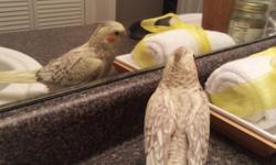 Cockatiels - Latino and White Face, unsexed and non-tamed
Latino - three months old, unsexed and not tamed
White face - five months old, unsexed and not tamed