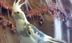 I have few Cockatiels & Parakeets available.
From baby to adults
Hand feed ones, tame, friendly and some need work with hand tame.
Different prices from 10.00 - 75.00 each
More birds not in pics, come by and meet them