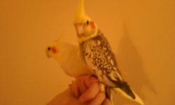 2 Gorgeous female cockatiels!
One is a tame female lutino possibly 5 or 6 years old.
Other is a semi tame (needs work) female pearl, about 1 year old.
Must go together!! FOREVER home only.
Very pretty voices!!
LEXINGTON,KY
text or email!
859 three8two