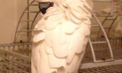 Sweet bird, very friendly. Please NOTE I will be somewhat selective on who I will sell to. She is completely healthy with NO issues and like I said very friendly. She requires a lot of attention. I am unable to give her the attention she needs due to my