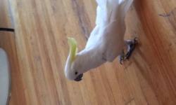 Hi I have 4 year old cockatoo up for sale she talk dance she eats everything I just change my job to night shift so I dont have time for her so im trying to find good home for her call or text 201 892 2721 dj