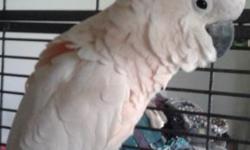 He is a fun loving moluccan cockatoo he 22 good vocabulary and is a lover u can touch him any were you want and he will just melt right into u I would like to get a 100,000 for him or bo------ that's just for the bird the cage is $600 call or txt me at