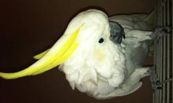 Hi, I have a Cockatoo and blue crown amazon for sale. The Cockatoo is a Male,good pet, about 4 years old; I am selling him for $600 dollars. The blue crown amazon is a female, she is about 3 years old, very good pet. I am selling the Blue crown amazon for