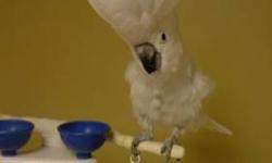 Cockatoo - Baby - Large - Adult - Bird
My name is Baby. I am an Eleanora Cockatoo. I really enjoy playing with toys on a play stand. I have come a long ways since I arrived at the rescue. I love to have my head skritched and I am really getting the hang
