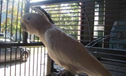 Cockatoo - Dooley - Medium - Adult - Male - Bird
Dooley is a wild caught Goffins Cockatoo who's as friendly as can be. His buddy passed away last year and he's looking for a family to call his own. He's into construction, mostly windows frames, and is