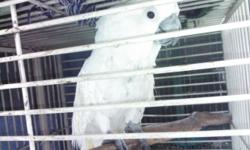 Lovely cockatoo for sale nice and pretty with kids