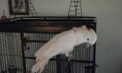 5 year old Moluccan Cockatoo. Peach colored with Orange Crest. Talks and dances. Cage, toys and food included. $1300. Cash and carry. Local pick up.