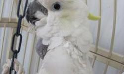 Cockatoo - Samatha Or Sammie - Medium - Adult - Female - Bird
My name is Samantha or better known as Sammie. I am a Medium Sulfur Crest Cockatoo. I do prefer men. I have been known to protect my chosen companion by chasing away others who I see as a