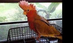 Beautiful, spoiled Rose-breasted cockatoo available soon, will be weaned within the week. Great color and personality. Loves to cuddle. $1,250. Do not know sex.
Rose-breasted cockatoo breeding proven pair. $2,150.
I have several breeder birds that are not