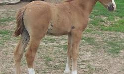 Color Me Chrome is a 2013 red dun colt by Accelerate a purebred colonial spanish stallion and Mi Didi a mustang mare. He will be registered with the AIHR. Will be ready to go in October after weaning and halterbreaking. Price includes a coggins that will