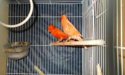Colorbred Canaries
I have several pairs that I can now let go as mine have started nesting. Call with what you need and I can let you know if I have what you are looking for. The price is from $50 to $60 per bird.
Miscellaneous
Two-Piece Replacement Feed