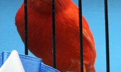 Annual One Day Bird Sale is February 8th from 10 AM to 3 PM at the Milwaukie Grange: 12015 SE 22nd. Ave. Milwaukie, OR 97222. Lots and lots of birds for sale: canaries, finches, budgies, quail, doves etc. Meet the breeders and learn how easy it is to care