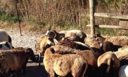 WELL FED herd of sheep.
Commercial meat herd of Corsica & X's.
Big black ram included with 4 rams & 23 ewes, most bred.
This herd will put you right in the Sheep business! You will be ready for Christmas,New Years & Easter. Bred Ewes $175 Big Black ram