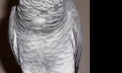 Very beautiful, happy, active and smart CONGO AFRICAN GREY PARROT
DNA tested Female, only one year old, very smart, talking, laughs and making funny and amazing noises, friendly, comes with all papers on her, health checked (very healthy:) on pellet diet