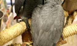 I have 2 sweet Congo African Greys for sale. The price includes their polyoma vaccine and booster and a DNA sexing certificate. I am a licensed breeder with a PERMIT to sell birds in the state of Florida.
I can ship, but I only use Delta airlines(It is