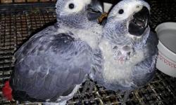 CONGO AFRICAN GREY BABIES....all are sold.
***NEW eggs in the box so contact us to make a deposit if interested.***
Parents are large silvery Greys with bright red tails. They have produced babies with wonderful, friendly personalities.
$750 each now,