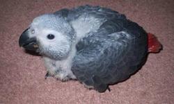 I am currently in the process of selling a baby Congo African Grey. The baby is 8-9 Weeks old and is currently being hand fed 2-3 times a day.
African Grey babies for sale $1200 Call today!!!
African Greys are known to be the best talkers in the bird