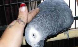 HAVE EGG LAYING FEMALE CONGO AFRICAN GREY, WILL TRADE FOR SS MILITARY MACAW MALE OF BREEDING AGE OR VOS OR RED SIDED ECLECTUS FEMALE OF BREEDING AGE OR WILL SELL FOR $550 No shipping. CAG HAS PARTIALLY PLUCKED CHEST. CAN SEND PICS BY EMAIL OR TEXT