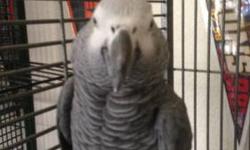 5 year old male, Congo African Grey Parrot.
He makes lots of noises and sounds.
These are highly intelligent Parrots.
Would prefer an experienced bird person as he is shy and slow to warm up to people.
Included will be his cage, toys and food.
If you do
