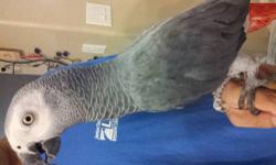 2 year old, TAME Congo African Grey needs a new home. He says "hello", whistle to Andy Griffith show and "I love you" and many other things including his name. He talks a lot. He is male. He loves to be out of his cage and need attention. We paid $1200