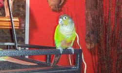 I am looking for an adult yellow sided green cheek conure female for my male green cheek, he is lonely by himself and he is ready for a mate. If u have one and need to rehome because u just don't have tine or u are allergic, I will give her a good home