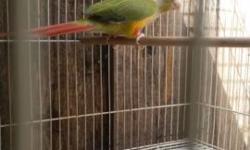I have a male pineapple conure to rehome.
He is somewhat tame.
Can use work and attention.
1yr old and does not byte
These birds can develope a very friendly personality and are very playful.