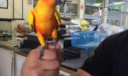 Beautiful TAME Conure here at Arrieros Pet Shop with reasonable prices visit us:
9531 Jamacha Blvd. SpringValley, Ca 91977 or call 619-434-3207