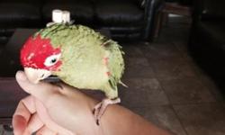 Very sweet loving bird!! Loves to cuddle and enjoys being pet! Needs lots of love and attention!
This ad was posted with the eBay Classifieds mobile app.