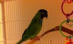 Conure - B2 - Small - Adult - Male - Bird
Say hello to B2! B2 is a male Nanday Conure who's slightly handicapped, his leg had been broken and never set so his right leg doesn't bend. He's a bit nervous coming out of his cage because of this, otherwise