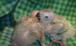 Handfeeding now and should be ready for Christmas 2 sun/dusky conures Hybrids $250 each when weaned NO SHIPPING