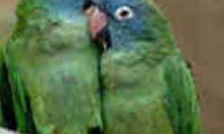 Fully weaned Normal Green Cheek Conure babies (3) Sexes uknown. My prices are FIRM, not asking for offers. Super sweet & affectionate well socialized babies; (262) 751-2767 text for more information I'm located in Milwaukee, WI must pick up.
Also
