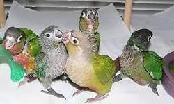Hand raised 5 month old conures boys normal green cheek conures $300 yellow sided and pineapple $350 I have 11 birds and I have cages $30 each for a 9" wide ,12" long, and 15" high. if you are interested please text me 5025239184 don't call my phone is
