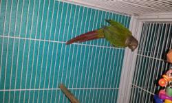 We have 4 very sweet Hand fed and hand tame Conure babies . All are High Red Factor . ( 1 is sold I have 3 left )
We take pride in raising our babies to be very sweet and loving. all are on the best diets available.
Our birds are not only our pets but our