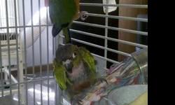 Conure - Bopper And Chickie - Medium - Adult - Bird
Meet Chickie the Jenday and Bopper the Green-Cheek Conure pair. These two are bonded and will need to be adopted out as a pair. They are very nice and step up well. They enjoy sitting and snuggling
