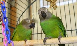 Conure - Cheech And Chong - Small - Adult - Bird
Meet Cheech and Chong. They are a bonded pair of Nanday Conures and they must be adopted together. They are not particularly friendly but are definitely workable. They are adoptable to right person who is
