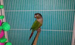 Chilli Pepper is a young Split to cinnamon - Turquoise and normal. Conures are fairly quiet making them great apartment birds.Green Cheeks are Wonderful little parrots that are most playful and loving. They are curious, energetic and great companions.
I