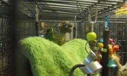 Conure - Jasper - Small - Adult - Bird
Meet Jasper! Jasper is a silly little Green Cheek Conure with loads of personality. Jasper is friendly with people he likes and will let you know if he likes you! To meet Jasper send a message to the email below and