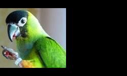 Conure - Moglie & Tahiti - Small - Adult - Male - Bird
Moglie & Tahati are a pair of Dusky Conures who came from another rescue. They are not hand tamed but are very workable. One bird does get so scared that he has seizures when picked up, he does