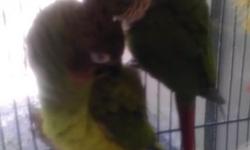 Male Sun Conure and Female Nanday Conure are mates. They have had one clutch. WARNING They are LOUD. BUT........they are very loving. The Sun Conure talks some........it is very hard to understand some of it. We just do not have the time to take care of