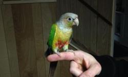 I have two very nice Conures for sale. The female is a Greencheek yellow-sided and the male is a pineapple. I have papers for both. They're about 3 years old. They are handled daily and have great personalities.
I'm asking $300.00 for the both of them