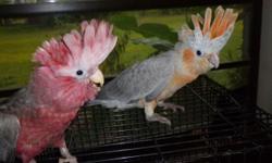 Great New Cockatoo Color - ORANGE
Unique, One-of-a-kind cockatoos. Light gray wings and coral/orange breast, face and crest.
Taking serious bids.
Rose-breasted baby $1250.
Eleonora proven male breeder $850
Rose-breasted proven Pair $2150
Umbrella proven